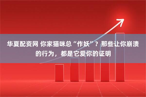 华夏配资网 你家猫咪总“作妖”？那些让你崩溃的行为，都是它爱你的证明
